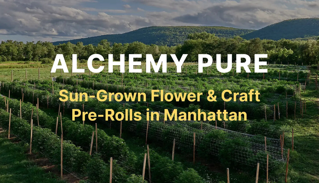 Craft cannabis packaging representing Alchemy Pure flower and pre-rolls available at a licensed Manhattan dispensary