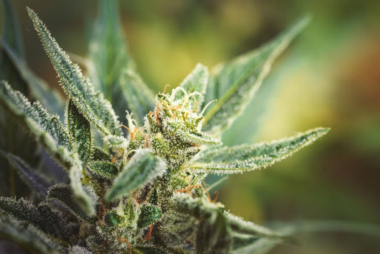 Top Weed Strains at NYC’s Best Licensed Cannabis Dispensary