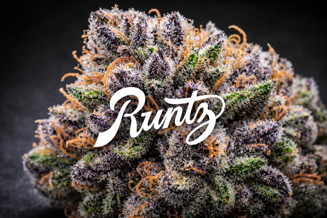 Runtz cannabis strain buds popular in NYC dispensaries