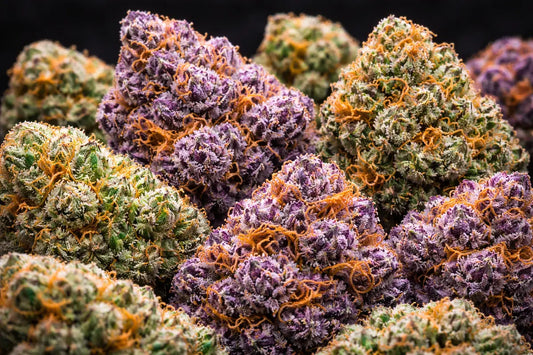 best cannabis strains in NYC including Runtz Blue Dream and Sour Diesel